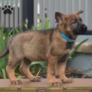 Kandy, German Shepherd Puppy